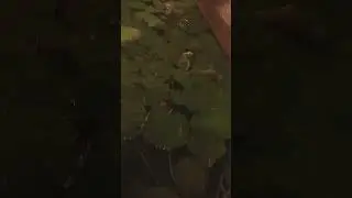 Bullfrog #nature #frog #shorts #asia