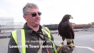 Peter Stubbs with Jess the Harris Hawk.