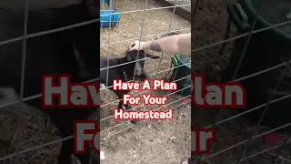 When you leave, who will watch your animals? have a plan! #homestead #homesteadhelp #homesteadtips