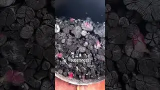 The world's most expensive charcoal