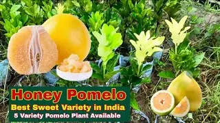 थाई हनी पोमेलो Thai Honey Pomelo, Best Sweet Pomelo variety in India||Plant available Ph-8515849729