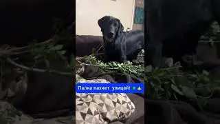 Палка = СОБАЧЬЯ ЛЮБОВЬ! Секрет раскрыт ✨