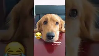 Baby Dogs - Cute and Funny Dog Videos Compilation # Ep