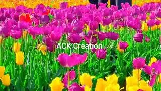 Beauty of nature #rose#spring#flower#garden#viral video #video#beautiful flowers #nature#rose garden