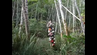 Strange objects in the forest