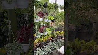 Hanging plants for balcony and garden||#viral #trending #hangingplants #vlog #shorts #motivation
