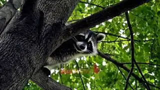 Backyard Raccoon Standoff &ndash; Nuisance Wildlife Removal in Action!