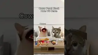 Lah!! Bisa Gitu🗿🗿 #pov #kucing #meme