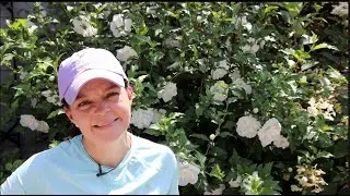 Adding Heat-Tolerant Annuals to the Garden | Gardening with Creekside