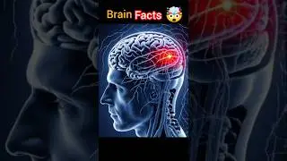 Top 5 brain facts jo aapne kabhi socha nahi hoga 😱#factofmind #facthindi