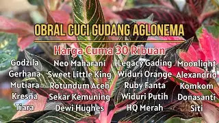 Minggu Cuci Gudang Aglonema