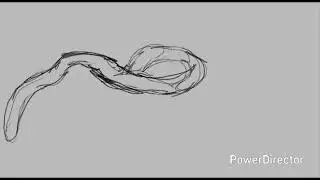 Worm footage study