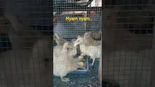 Lahappp... #entok #ternak #patos #philippines #duck #babyducks #fypシ   #shortvideo #fyp