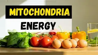 Mitochondria & Energy: Build Natural Vitality Without Stimulants