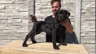 Andante Bandog male puppy (NOT FOR SALE) bred by Andante Bandog Kennels -Slovakia🇸🇰 #andantebandog