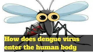 How does dengue virus enter the human body#dengue