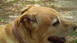 My dog is on Gabapentin 11-1-2018