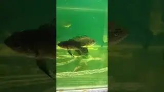 #fish #oscars #oscar #predators #predatorfish