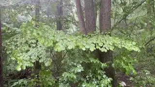 Heavy Rain in the Forest 🌧️ Thunderstorm & Wet Leaves Ambience | Deep Nature Sounds for Sleep&Focus