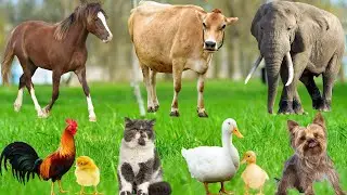 Amazing Animal Sounds: Elephant, Cow, Horse, Sheep, Dog, Pig, Cat, Tiger, Lion, Zebra &ndash; Animal Video