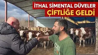 SİMENTALLAR GELDİ YORUCU TEMPO BAŞLIYOR 