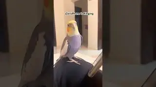Cockatiel Singing iPhone Ringtone🦜iZoroPhone #birds #cutebirds #bird #cockatiel #parrot #cockatiels