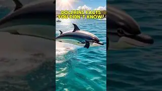 5 Dolphins Facts That You Didn&rsquo;t Know!🐬🔥
