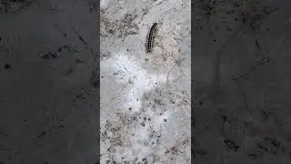 Millipede [Phylum Arthropoda]