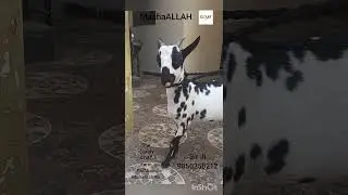 GOAT PARBHANI