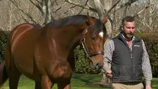 2020 Arrowfield Virtual Stallion Parade - The Autumn Sun