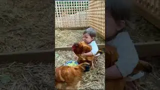 Child Catching Hen  short #funny