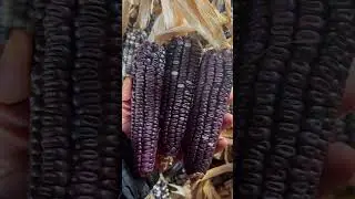 Chulada de ma&iacute;z pinto, rojo y azul #maiz #campo #campo #fypシ゚viral