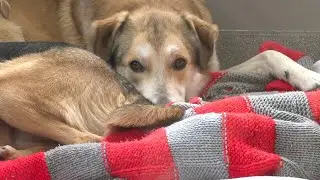 Las Vegas animal shelter out of dog space, asking for fosters