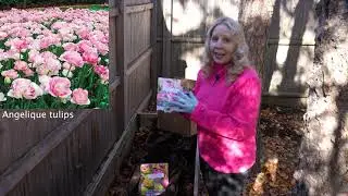 Planting Tulip and Daffodil Bulbs using the Bag-in-a-Pot-in-a-Pot Method