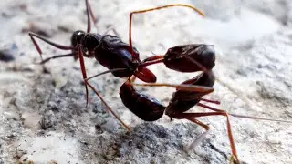 Ant with a poisonous dagger | flower beetle | brown rose chafer | long-horned beetles | true weevil