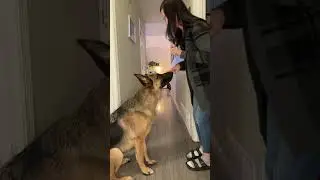 Woman plays along with her dog's barking#dog #germanshepherd #dogbarking #dogchase