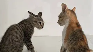 Funny cat video, relaxing music 🎶🎤🎧