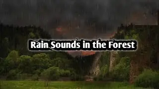 Rain forest Rain Sounds for Sleeping or Studying White Noise Rainstorm 10 Hours