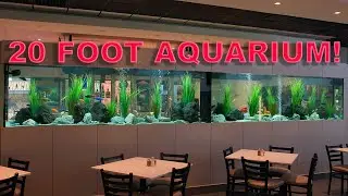 20 FOOT AQUARIUM! On a Budget
