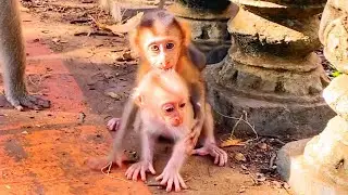 LIVE: Cutest Baby Monkey Looks So Happy Spending Precious Time with Family and Friends 🐒💖