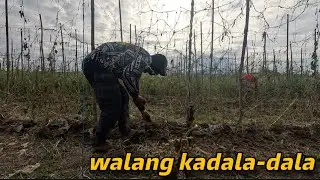 DAANG LIBONG KITA NA SANA NAGING BATO PA