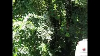 51 Ford F-8 Branch removal