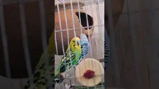 Meet My Bajigar Bird 🐦 | Amazing Pet Bird Introduction