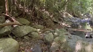 Stoney Creek near Cairns, Australia - Scrub Turkeys, Nutmeg, and more! Barron  Gorge  National  Park