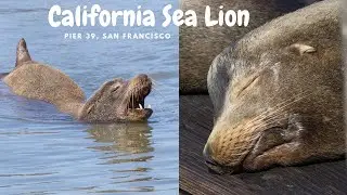 CALIFORNIA SEA LION | ZALOPHUS CALIFORNIANUS | PIER 39 | SAN FRANCISCO | WILDLIFE | NATURE