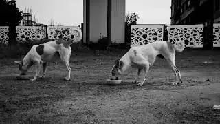 Feeding indian dogs