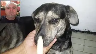 PARVOVIRUS SINTOMAS COMO CURAR TU MASCOTA.