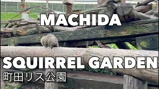A Day at Machida Squirrel Park, Japan 🐿️ | Exploring Tokyo&rsquo;s Hidden Wildlife Gem!
