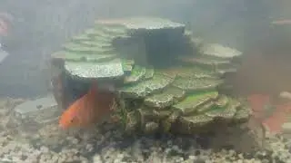 FISH Protecting Colored Rock Babies in Corner like Eggs - Smart Pet Rescue Fish