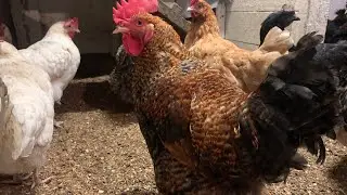Оказывается,нельзя давать сырую СОЮ курам🤦🏼‍♀️А я даю! 😩😩😩Мешанка для кур и индоуток🐓🐓🐓🦆